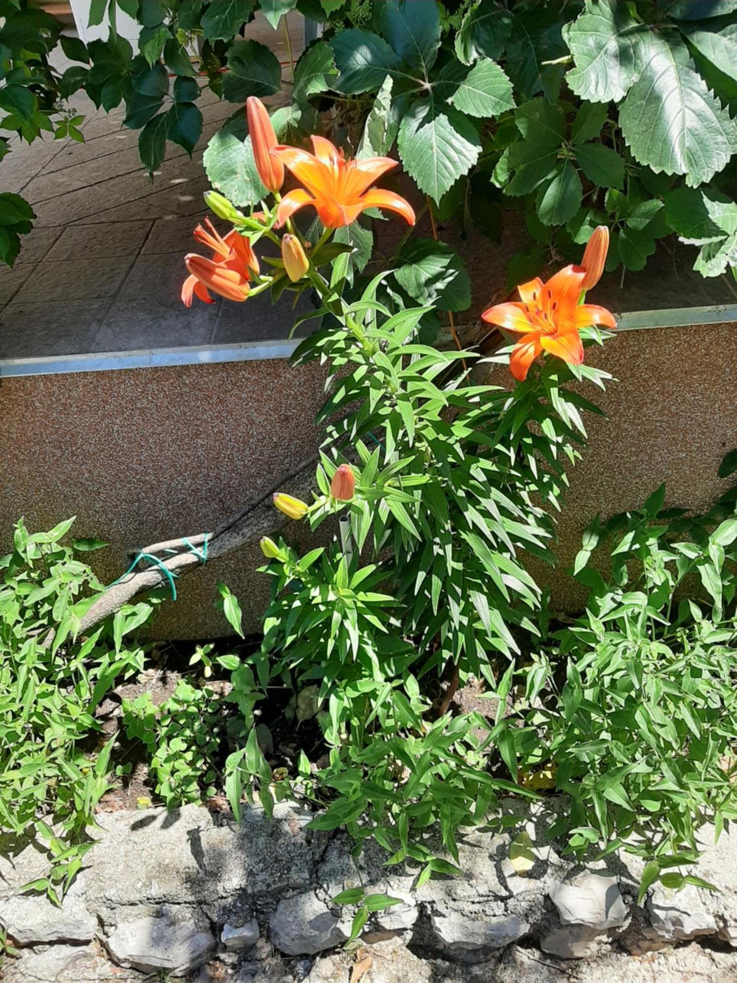 Apartmani Marija Povljana Szoba fotó